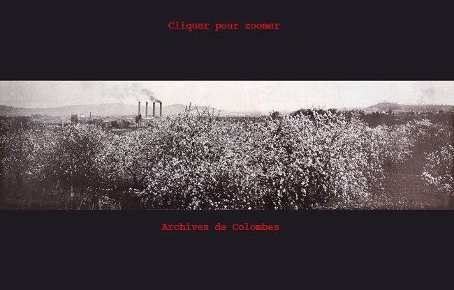 Panoramique des cerisiers