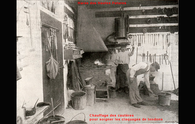 Le haras et les cautères