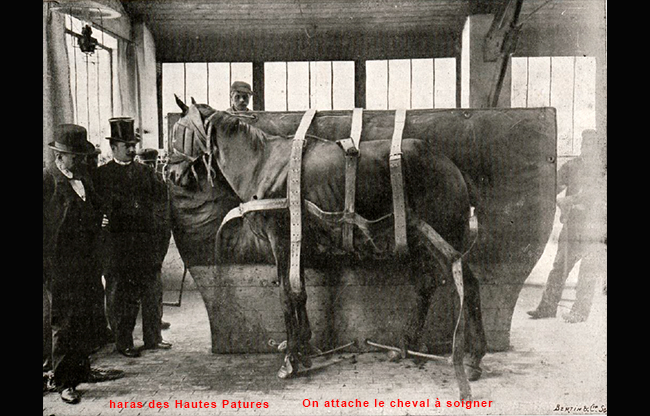 Le haras on attache le cheval