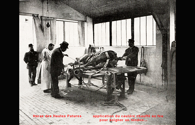 Le haras on soigne le cheval