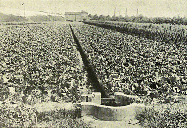 épandages à Gennevilliers en 1920.